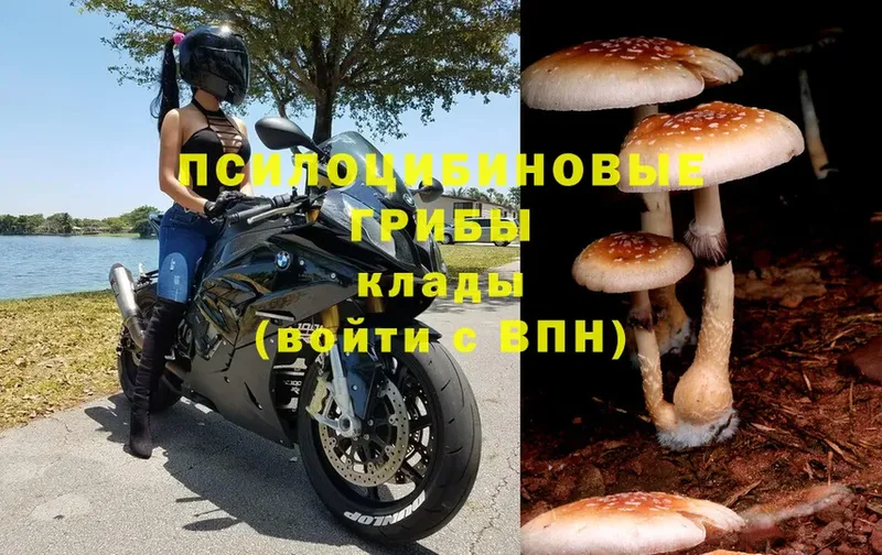 купить закладку  Тюмень  Галлюциногенные грибы Psilocybe 